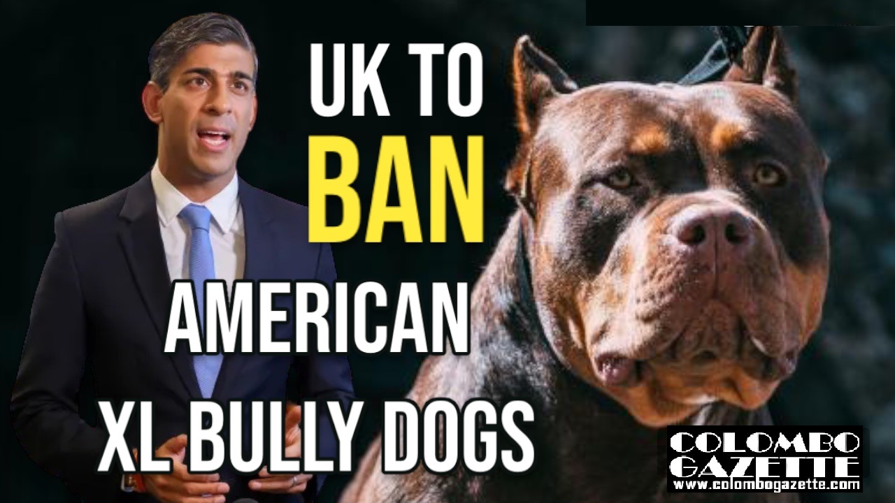 American XL bully dog will be banned, says Rishi Sunak, Animals